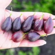 Саджанець Агрус Чорна капля